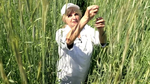 Green fields of nature. Harvest overview. The woman demonstrates the cultivated Stock Footage 196892048