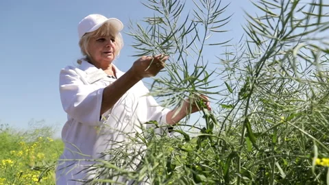 Green fields of nature. Harvest overview. The woman demonstrates the cultivated Stock Footage 196892049