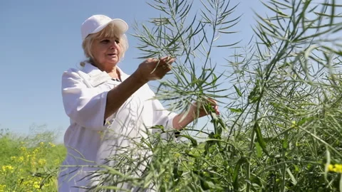 Green fields of nature. Harvest overview. The woman demonstrates the cultivated Stock Footage 197322739