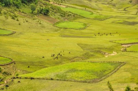 Green fields in Nepal Stock Photos