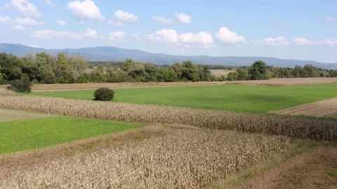 Green fields, patches of corn, and scattered trees with distant mountains. Stock Footage 285772577