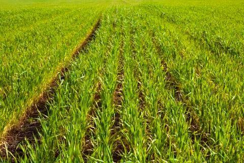 Green fields Stock Photos