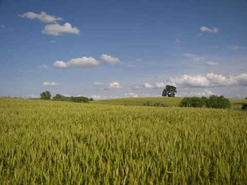 Green Fields Stock Photos