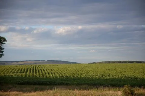 Green fields Stock Photos