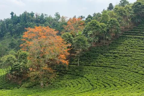 Green fields Stock Photos