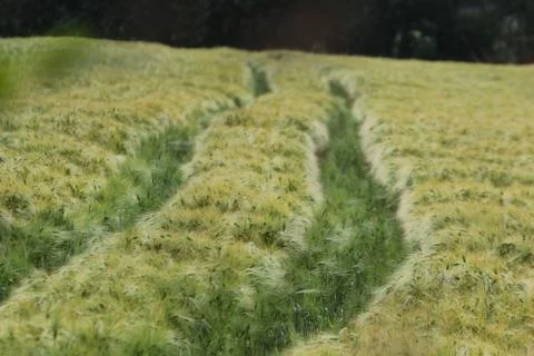 Green fields Stock Photos