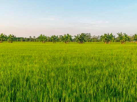 Green fields Stock Photos