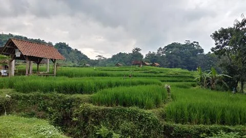 Green fields Stock Photos