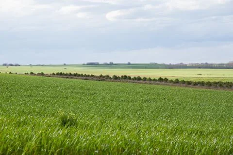 Green fields planted with cereals in spring 스톡 사진