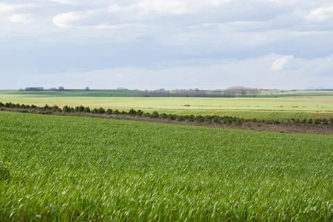 Green fields planted with cereals in spring Stock Photos