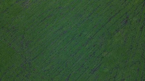 Green fields planted for winter Stock Photos