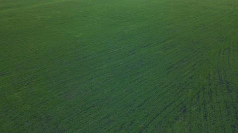 Green fields planted for winter Foto stock