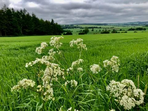 Green fields a plenty Stock Photos