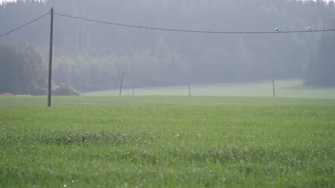 Green fields with powerlines stretching across the summer landscape in Finlan Stock Footage 313669852