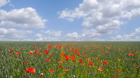 Green fields with red poppy under a cloudy sky time lapse scene Stock Footage 289622623