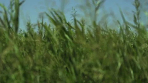 Green Fields Red Rock Mountains Stock Footage 69715616