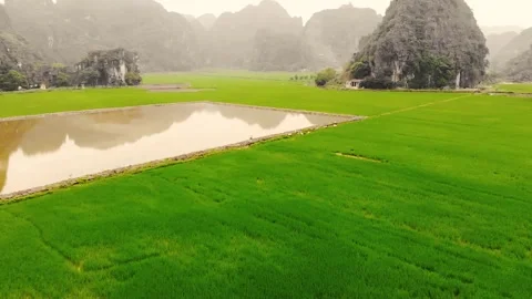 Green fields of rice amongst mountains, Ninh Binh province Stock Footage 137087492