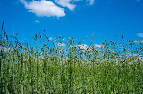 Green fields of ripening rye grain plants in sunny day Stock Photos
