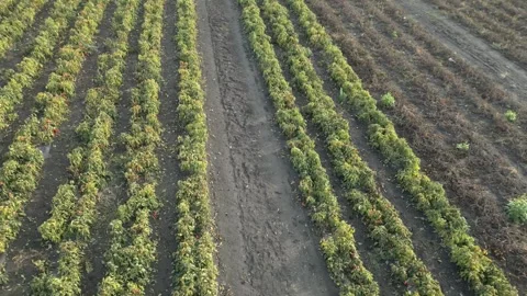 Green fields with rows of crops transitioning from harvest to growth under Vídeo Stock 332724097