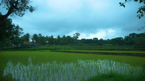 Green Fields in a rural area 動画素材 117167408