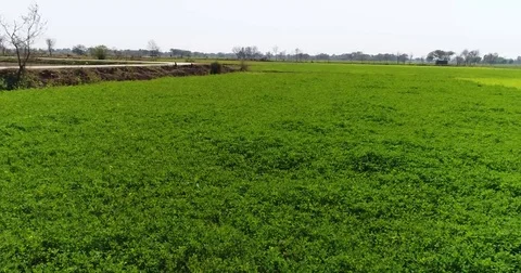 Green fields of Rural Punjab A Stock Footage 77246789