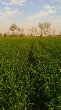 Green fields scenic view. Stock Photos