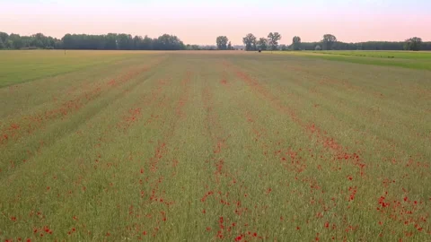 Green fields seen from above. Country road at warm light. Stock-Footage 133132387