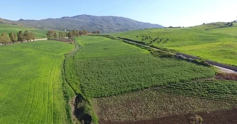Green fields sicilian and durum wheat in spring Stock Footage 76093545