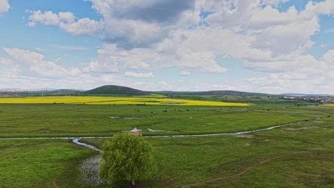 Green fields with a single tree under cloudy skies in countryside Vidéo 338240067