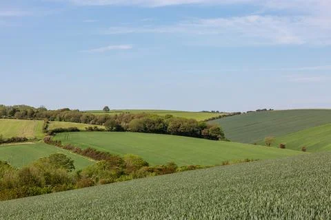 Green Fields in the South Downs on an Early Summers Day Stock Photos