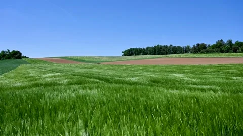 Green fields in spring. Barley swaying in the wind. Ripening ears of barley Stock Footage 210034238