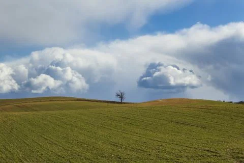 Green fields in spring, cumulus clouds Stock Photos