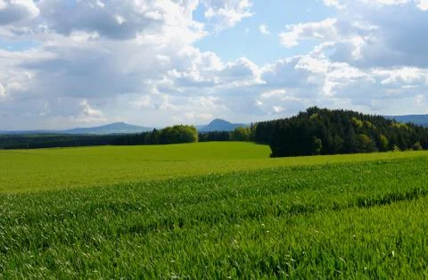 Green fields summer sun nature plants forest germany Stock Photos
