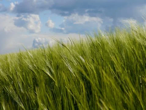 Green fields summer sun nature plants forest germany Stock Photos