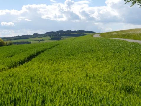 Green fields summer sun nature plants forest germany Stock Photos