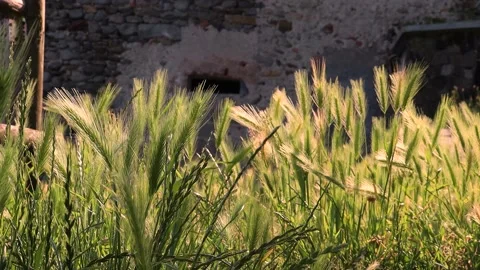 Green Fields with Sun and Wind Stock Footage 165902238