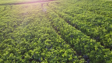Green fields in the sunlight Stock Footage 253806804
