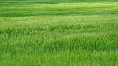 Green fields sway in the wind under a bright sky during the afternoon in a rural Stock Footage 338425885