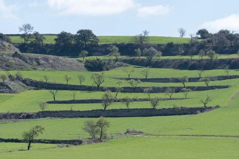 Green fields with terraced fields and almond trees Stock Photos
