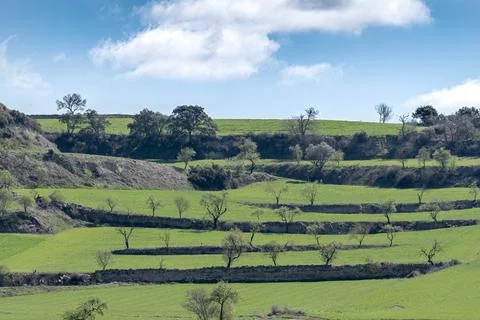 Green fields with terraced fields and almond trees Foto stock
