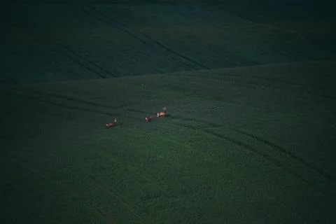 Green Fields with three roe deers Stock Photos