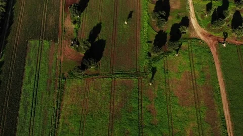 Green fields with trees tilt up areal Vídeo Stock 137781286