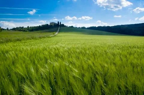 Green fields of tuscany Stock-Fotos