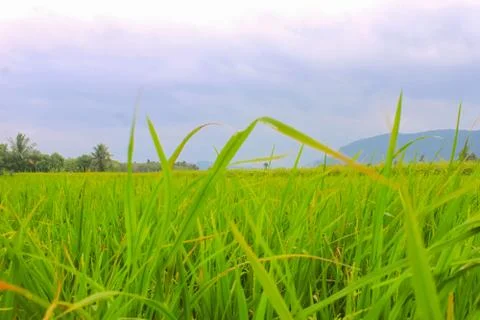 Green fields under a cloudy blue sky 写真素材