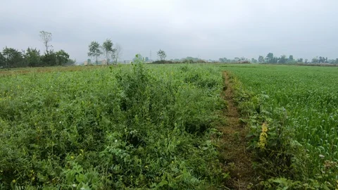 Green fields view with trees growing around at the rural area Stock Footage 127718647