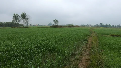 Green fields view with trees growing around at the rural area 動画素材 127718994