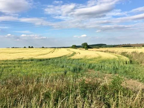 Green fields on the village Stock Photos