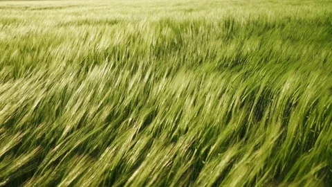 Green fields of wheat are earing from the wind. Field of cereals. Stock-Footage 135869979