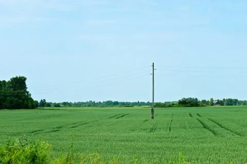 Green fields of wheat Фото