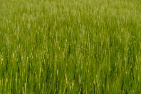 Green Fields of Wheat Stretch Under the Blue Sky on a Sunny Day in Rural Fa.. Stock Photos